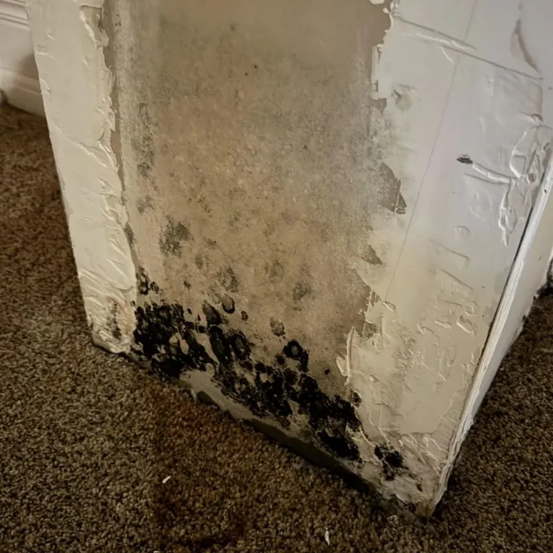 Professional Mold Removal in Butler County, IA